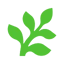 Fern