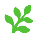 Fern